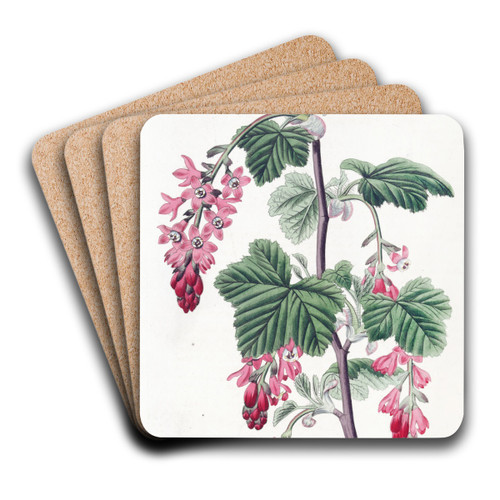 Purple-flowered Currant by Sydenham Edwards Art Drink Coaster set