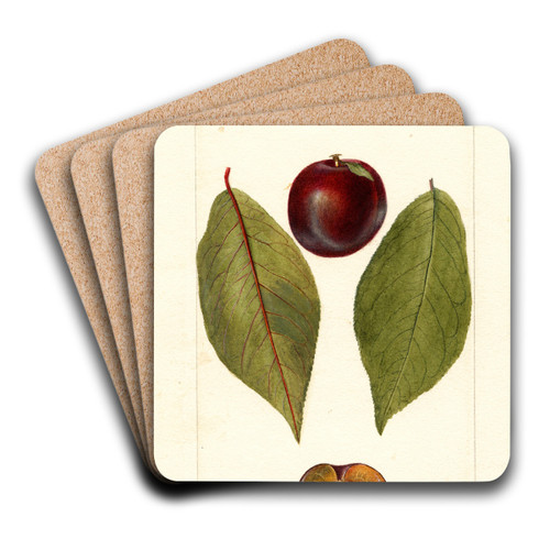 Prunus domestica: Pander by Deborah Griscom Passmore Art Drink Coaster set