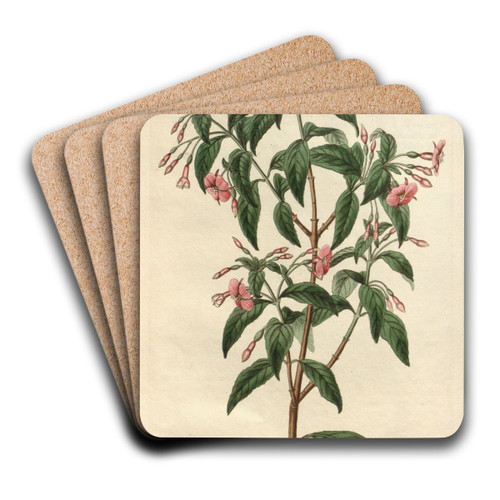 Rod-branched Fuchsia by Sydenham Edwards Art Drink Coaster set