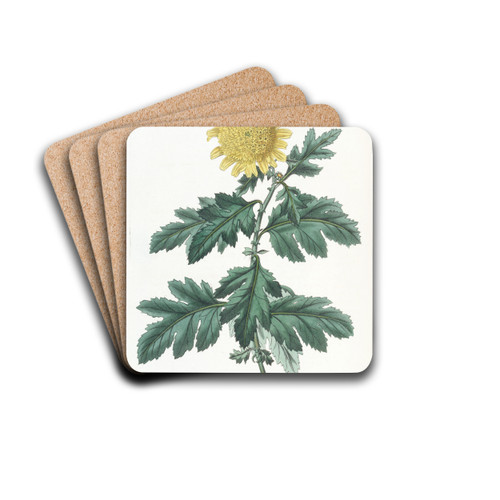 Double yellow Indian Chrysanthemum by Sydenham Edwards Drink Coasters - set of 4