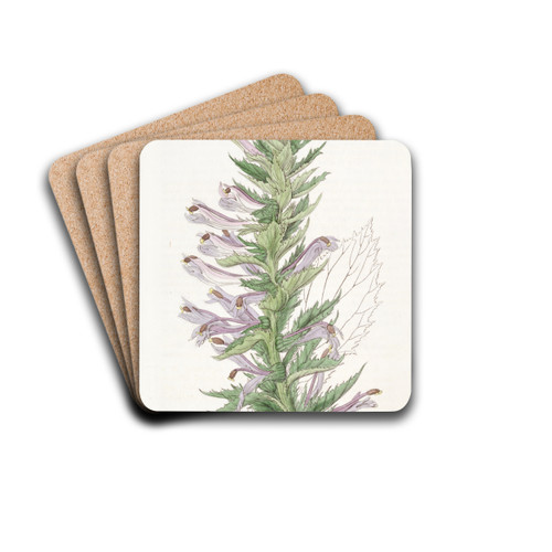 Winged-stemmed Lobelia by Sydenham Edwards Drink Coasters - set of 4