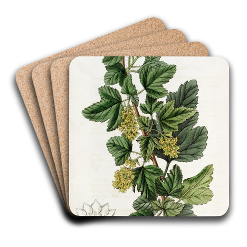 Dotted Currant by Sydenham Edwards Art Drink Coaster set