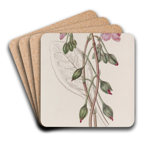 Discoloured Calandrinia by Sydenham Edwards Art Drink Coaster set