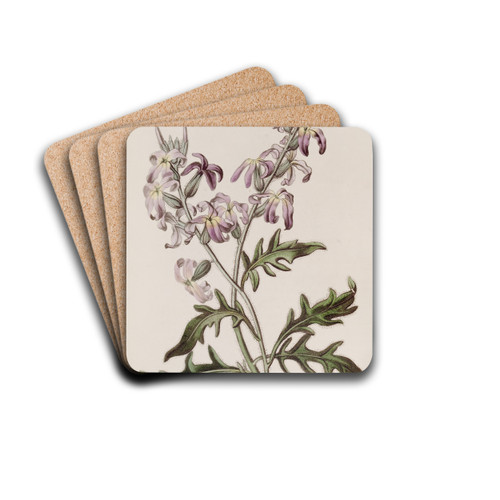 Sweetest Evening Stock by Sydenham Edwards Drink Coasters - set of 4 Sweetest Evening Stock by Sydenham Edwards Drink Coasters - set of 4
