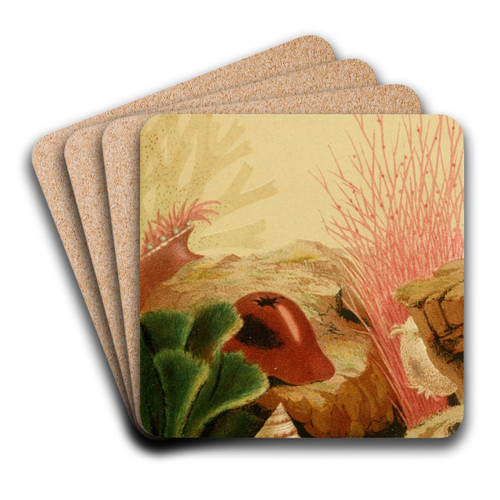 The Smooth Anemone by Philip Henry Gosse Art Drink Coaster set The Smooth Anemone by Philip Henry Gosse Art Drink Coaster set