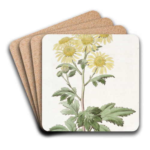 Indian Chrysanthemum by Sydenham Edwards Art Drink Coaster set