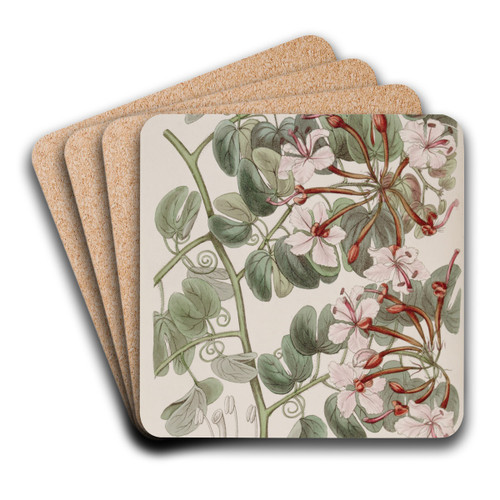 Corymb-flowering Baukinia by Sydenham Edwards Art Drink Coaster set