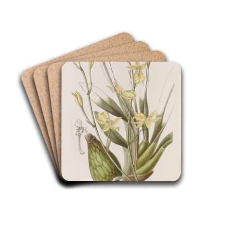 Whiskered Curvelip by Sydenham Edwards Drink Coasters - set of 4