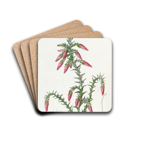 Red Cosmelia by Sydenham Edwards Drink Coasters - set of 4 Red Cosmelia by Sydenham Edwards Drink Coasters - set of 4