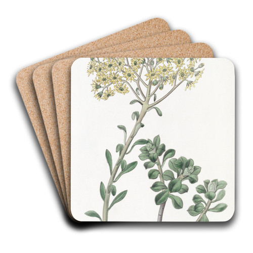 Villous Houseleek by Sydenham Edwards Art Drink Coaster set