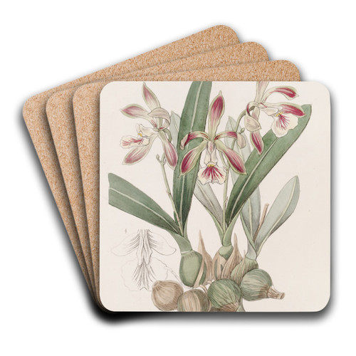 Pear-shaped Epidendrum by Sydenham Edwards Art Drink Coaster set