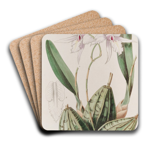 Tapering Laelia by Sydenham Edwards Art Drink Coaster set
