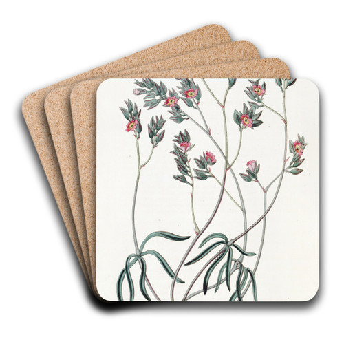 Sand Calandrinia by Sydenham Edwards Art Drink Coaster set