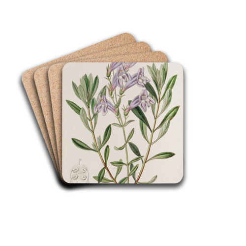 Thick-leaved Pentstemon by Sydenham Edwards Drink Coasters - set of 4