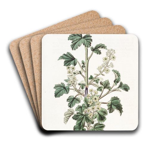 Dotted Currant. by Sydenham Edwards Art Drink Coaster set
