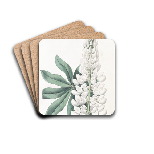 White large-leaved Perennial Lupine by Sydenham Edwards Drink Coasters - set of 4