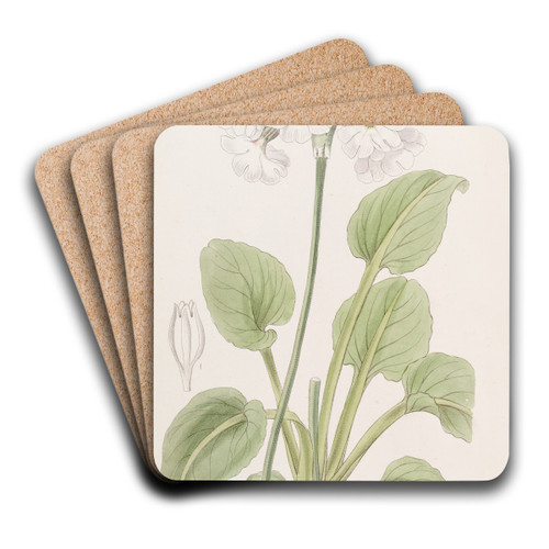 Captain Munro's Primrose by Sydenham Edwards Art Drink Coaster set