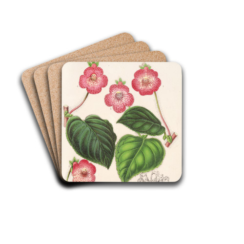 Tydaea (Varietes hybrides de) by Charles Antoine Lemaire Drink Coasters - set of 4