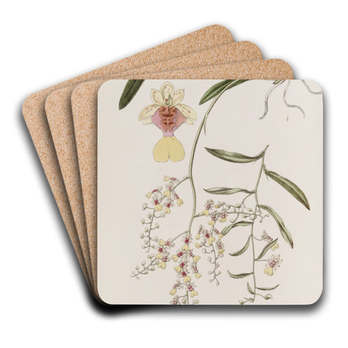 Frog Oncidium by Sydenham Edwards Art Drink Coaster set