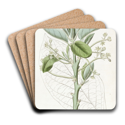 The Avocado Pear by Sydenham Edwards Art Drink Coaster set