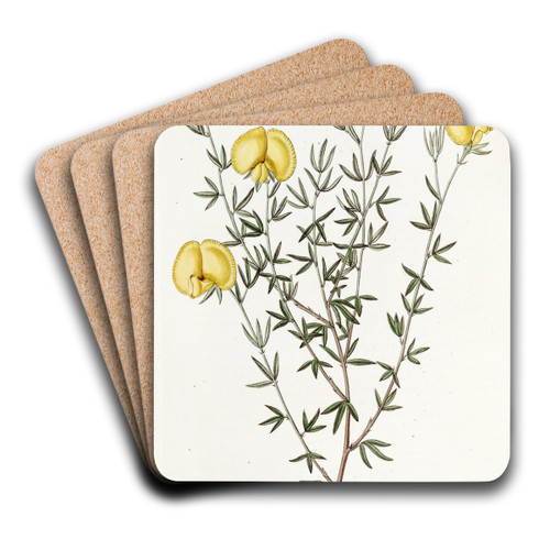 Veiny-leaved Gompholobium by Sydenham Edwards Art Drink Coaster set