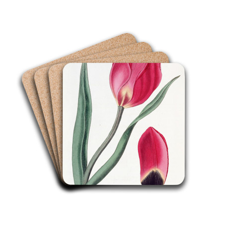 The Early Sun's Eye Tulip by Sydenham Edwards Drink Coasters - set of 4