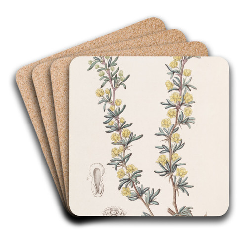Crowberry-leaved Berberry by Sydenham Edwards Art Drink Coaster set Crowberry-leaved Berberry by Sydenham Edwards Art Drink Coaster set