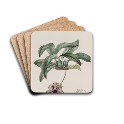 Stapelia-like Maxillaria by Sydenham Edwards Drink Coasters - set of 4 Stapelia-like Maxillaria by Sydenham Edwards Drink Coasters - set of 4