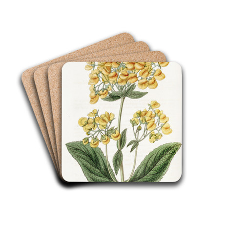 Clammy Calceolaria by Sydenham Edwards Drink Coasters - set of 4