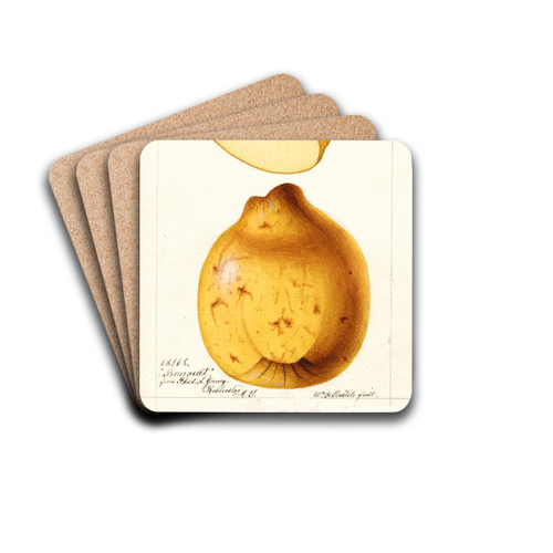 Cydonia oblonga: Bourgeat by William Henry Prestele Drink Coasters - set of 4