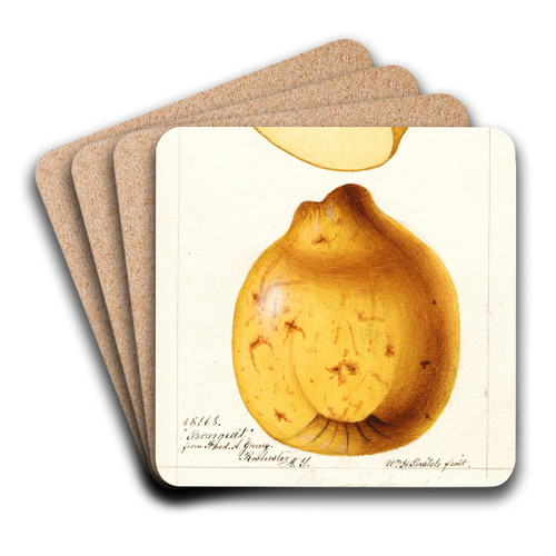 Cydonia oblonga: Bourgeat by William Henry Prestele Art Drink Coaster set