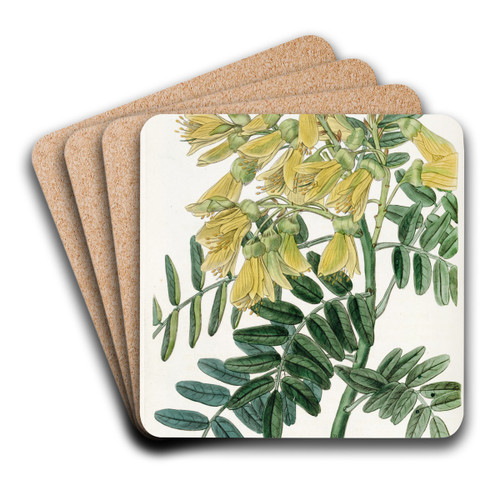Chilian Mayu Tree by Sydenham Edwards Art Drink Coaster set Chilian Mayu Tree by Sydenham Edwards Art Drink Coaster set