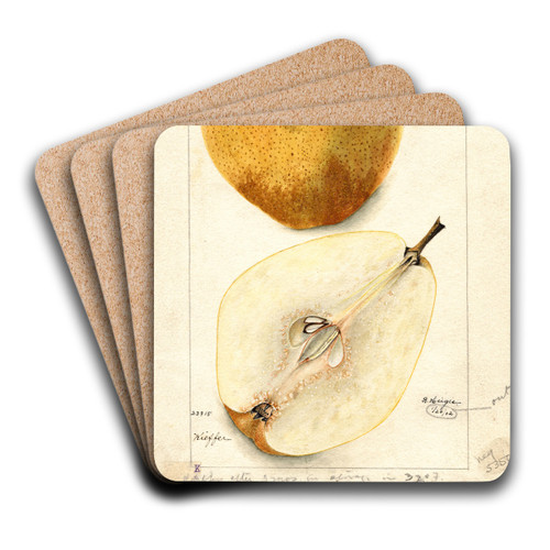 Pyrus communis: Kieffer by Bertha Heiges Art Drink Coaster set
