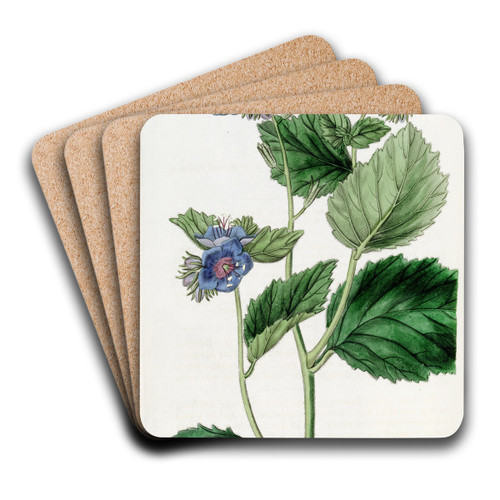 Clammy Eutoca by Sydenham Edwards Art Drink Coaster set