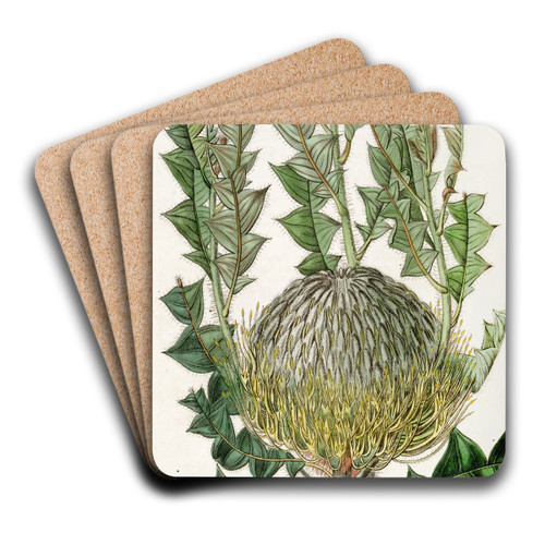 Shewy Banksia by Sydenham Edwards Art Drink Coaster set