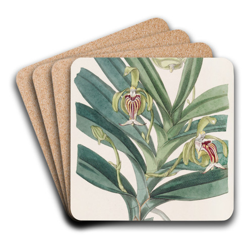 Crested Vanda by Sydenham Edwards Art Drink Coaster set
