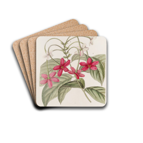 Chinese Quisqualis by Sydenham Edwards Drink Coasters - set of 4