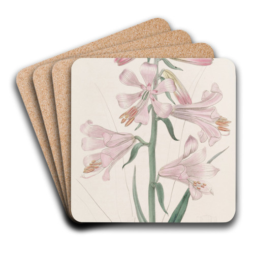 Dr. Thomson's Lily by Sydenham Edwards Art Drink Coaster set
