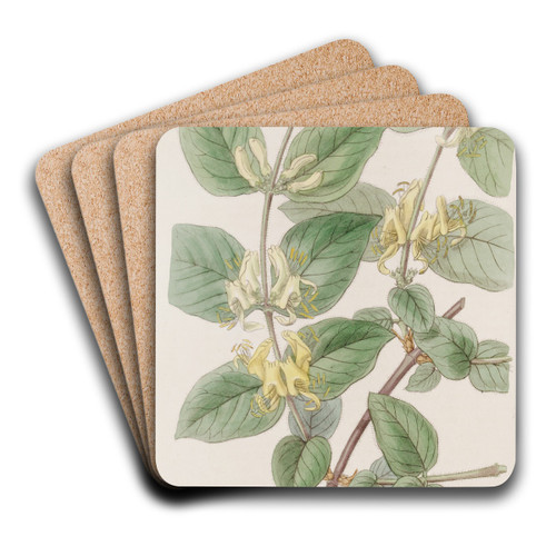 Various-leaved Fly Honeysuckle by Sydenham Edwards Art Drink Coaster set