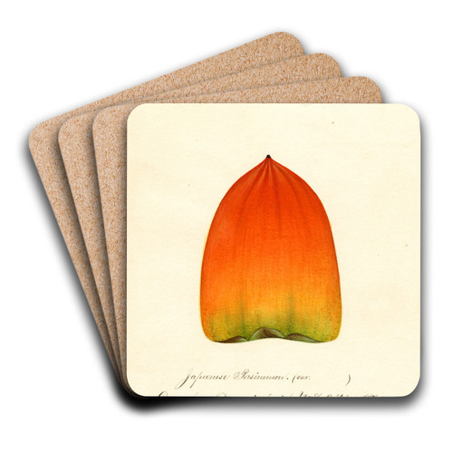 Diospyros: Hachiya by William Henry Prestele Art Drink Coaster set