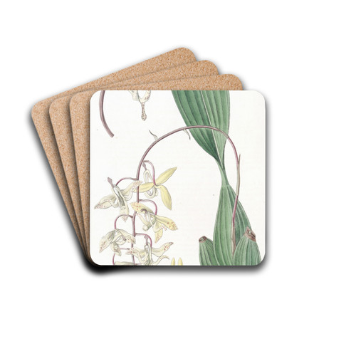 Loddiges' Cirrhaea by Sydenham Edwards Drink Coasters - set of 4