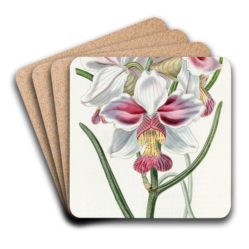 Taper-leaved Vanda by Sydenham Edwards Art Drink Coaster set