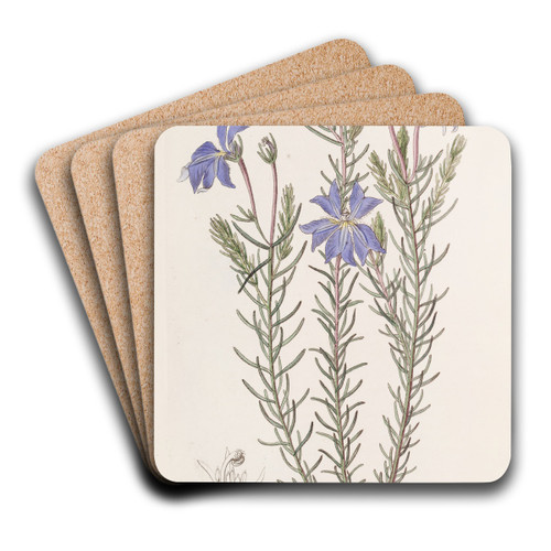 Large Blue Leschenaultia by Sydenham Edwards Art Drink Coaster set Large Blue Leschenaultia by Sydenham Edwards Art Drink Coaster set