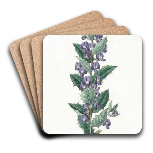 Chorozema-leaved Hovea by Sydenham Edwards Art Drink Coaster set Chorozema-leaved Hovea by Sydenham Edwards Art Drink Coaster set