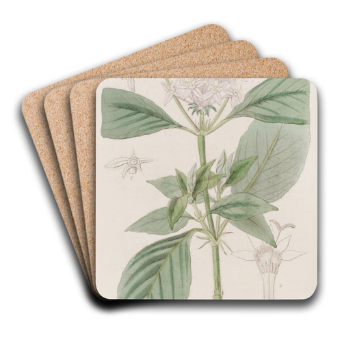 Flesh-coloured Pentas by Sydenham Edwards Art Drink Coaster set