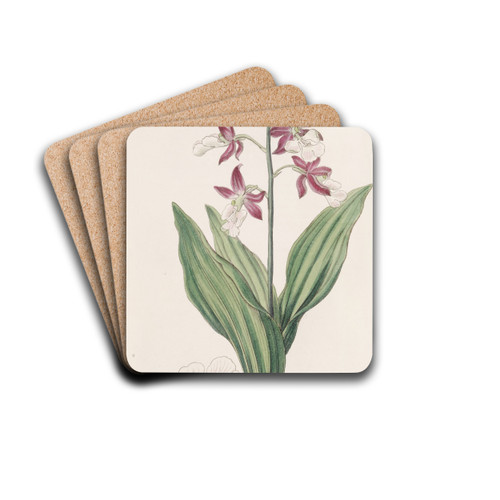 Discoloured Fairbloom by Sydenham Edwards Drink Coasters - set of 4