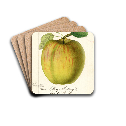 Malus domestica: Maye by William Henry Prestele Drink Coasters - set of 4 Malus domestica: Maye by William Henry Prestele Drink Coasters - set of 4
