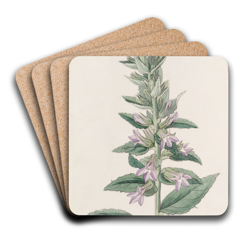 Glandular Lobelia by Sydenham Edwards Art Drink Coaster set