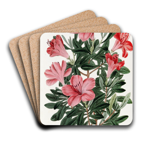 The Brick-red Chinese Azalea by Sydenham Edwards Art Drink Coaster set The Brick-red Chinese Azalea by Sydenham Edwards Art Drink Coaster set