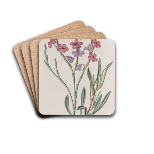 Monopetalous Sea Lavender by Sydenham Edwards Drink Coasters - set of 4